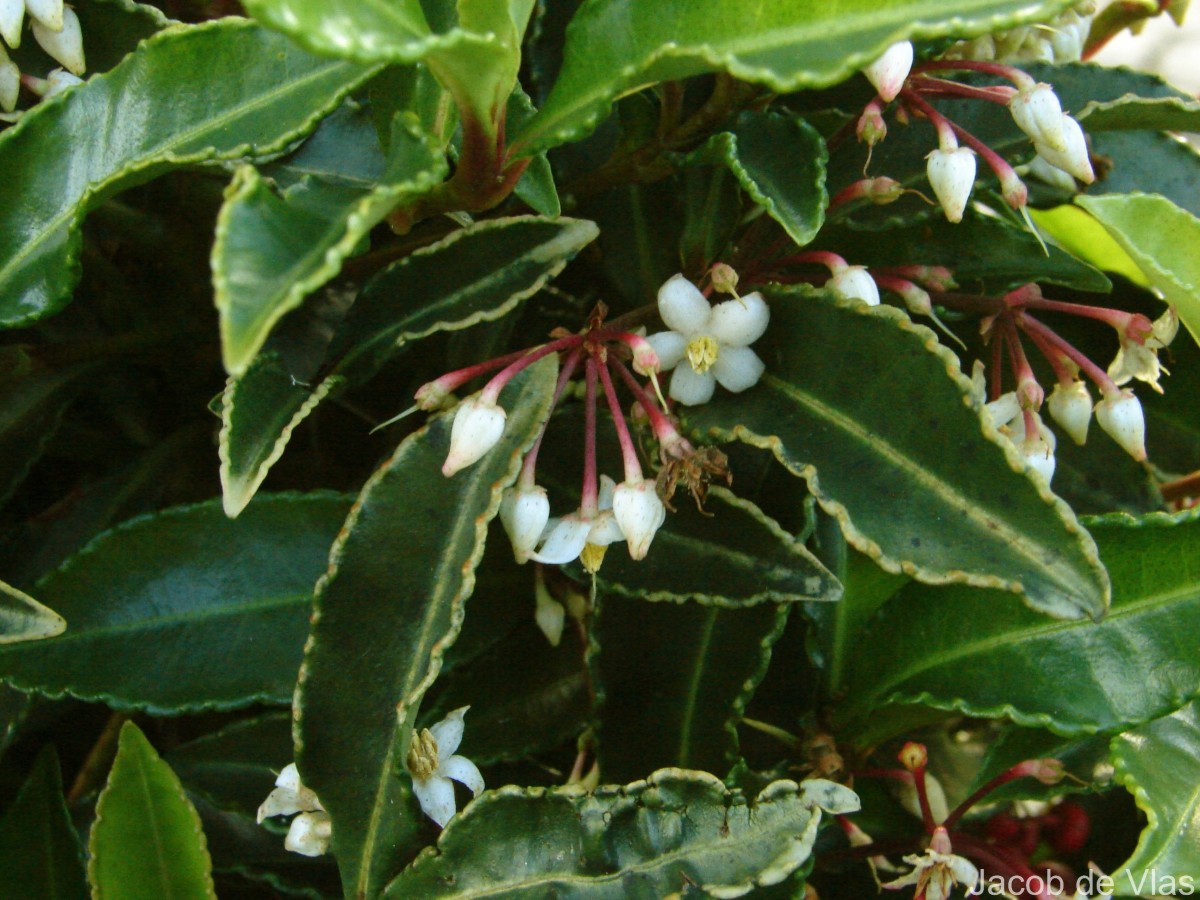 Ardisia crenata Sims